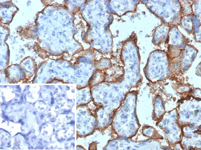 Formalin-fixed, paraffin-embedded human placenta stained with RHAMM/CD168 Antibody (HMMR/8021) - Azide and BSA Free. Inset: PBS instead of primary antibody; secondary only negative control.