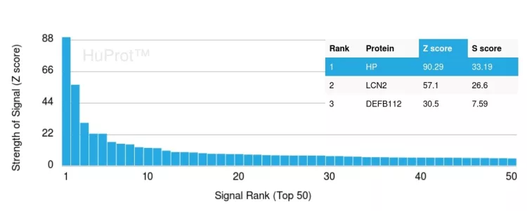 Analysis of Protein Array containing more than 19,000 full-length human proteins using Haptoglobin-Monospecific Mouse Monoclonal Antibody (HP/3834). 