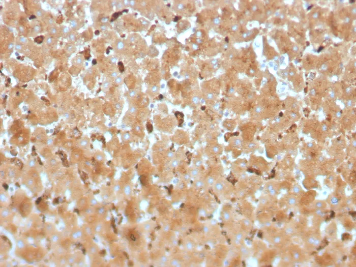 Formalin-fixed, paraffin-embedded human liver stained with Haptoglobin Antibody (HP/3834) - Azide and BSA Free. HIER: Tris/EDTA, pH9.0, 45min. 2°C: HRP-polymer, 30min. DAB, 5min.