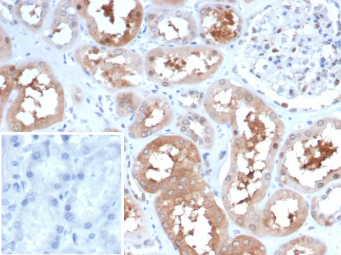 Formalin-fixed, paraffin-embedded human kidney stained with HSP90 alpha Antibody (HSP90AA1/7247) - Azide and BSA Free. Inset: PBS instead of primary antibody; secondary only negative control.