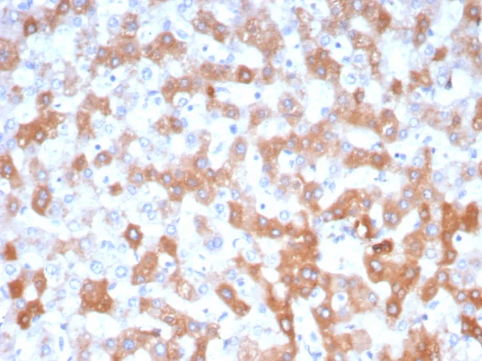 Formalin-fixed, paraffin-embedded human liver stained with Apolipoprotein H/ApoH Antibody (APOH/3705) - Azide and BSA Free. HIER: Tris/EDTA, pH9.0, 45min. 2°C: HRP-polymer, 30min. DAB, 5min.