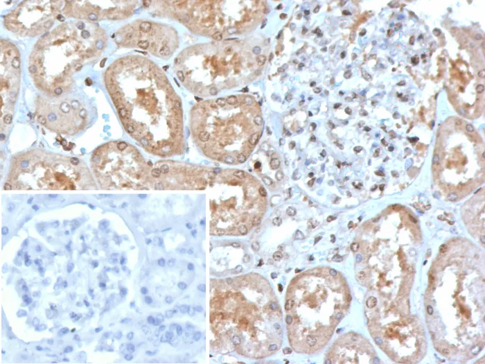 IHC analysis of formalin-fixed, paraffin-embedded human kidney. MxA/Mx1 Antibody (MX1/7527) - Azide and BSA Free. Inset: PBS instead of primary antibody; secondary only negative control.