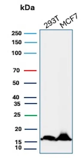 Western blot analysis of 293T and MCF7 cell lysate using NM23-H2/NME2 Antibody (NME2/4160) - Azide and BSA Free.
