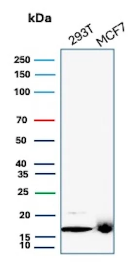 Western blot analysis of 293T and MCF7 cell lysates using NM23-H2/NME2 Antibody (NME2/6433) - Azide and BSA Free.