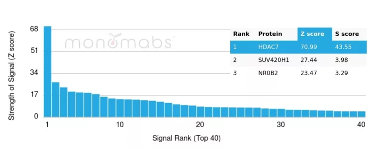 Analysis of Protein Array containing more than 19,000 full-length human proteins using HDAC7 Mouse Monoclonal (PCRP-HDAC7-1B6). 