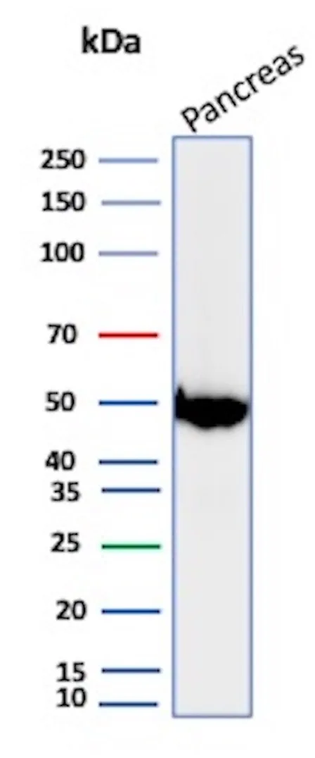 Western Blot Analysis of human pancreas tissue lysate using PNLIP Mouse Monoclonal Antibody (PNLIP/8913).