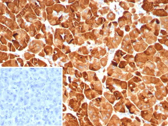 Formalin-fixed, paraffin-embedded human pancreas stained with Pancreatic Lipase Antibody (PNLIP/9039) - Azide and BSA Free. Inset: PBS instead of primary antibody; secondary only negative control.