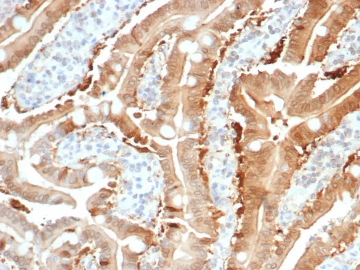 Formalin-fixed, paraffin-embedded human small intestine stained with Cytosolic Sulfotransferase 1E1/SULT1E1 Antibody (SULT1E1/7124) - Azide and BSA Free. HIER: Tris/EDTA, pH9.0, 45min. 2°C: HRP-polymer, 30min. DAB, 5min.