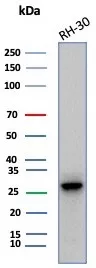 Western blot analysis of RH-30 cell lysate using Carbonic Anhydrase III/CA3 Antibody (CA3/7883) - Azide and BSA Free.