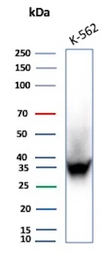 Western Blot Analysis of human K562 lysate using CA8 Rabbit Recombinant Monoclonal Antibody (CA8/8605R).