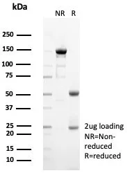 Formalin-fixed, paraffin-embedded human small intestine stained with Siglec-10 Antibody (SIGLEC10/7582) - Azide and BSA Free. HIER: Tris/EDTA, pH9.0, 45min. 2°C: HRP-polymer, 30min. DAB, 5min.