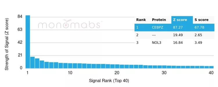 Analysis of Protein Array containing more than 19,000 full-length human proteins using CEBPZ Mouse Monoclonal (PCRP-CEBPZ-2D8). 