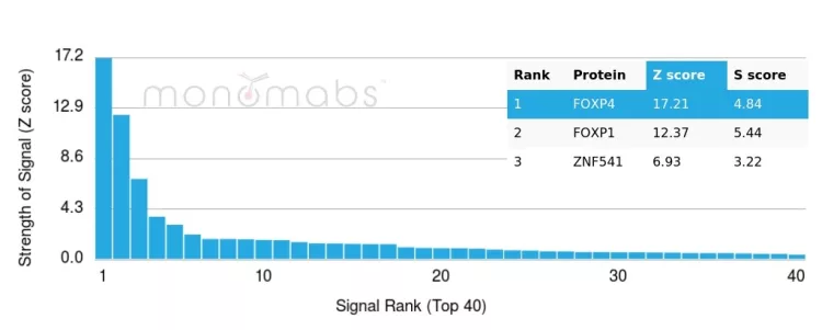 Analysis of Protein Array containing more than 19,000 full-length human proteins using FoxP4 Antibody (PCRP-FOXP4-1G7) - Azide and BSA Free. 