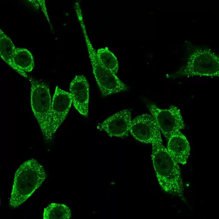 Immunofluorescence Analysis of PFA-fixed HeLa cells stained using FoxP4 Antibody (PCRP-FOXP4-1G7) - Azide and BSA Free followed by goat anti-mouse IgG-CF488 (green).