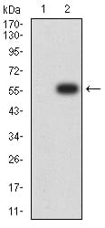 Western Blot: Nicotinic Acetylcholine R alpha 2/CHRNA2 Antibody (7G12D10) [NBP3-27125] - Analysis using Nicotinic Acetylcholine R alpha 2/CHRNA2 mAb against HEK293 (1) and Nicotinic Acetylcholine R alpha 2/CHRNA2 (AA: extra 27-264)-hIgGFc transfected HEK293 (2) cell lysate.