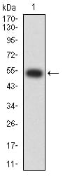 Western Blot: Nicotinic Acetylcholine R alpha 2/CHRNA2 Antibody (7G12D10) [NBP3-27125] - Analysis using Nicotinic Acetylcholine R alpha 2/CHRNA2 mAb against human Nicotinic Acetylcholine R alpha 2/CHRNA2 (AA: extra 27-264) recombinant protein. (Expected MW is 53.3 kDa)