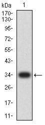 Western Blot: CCL4/MIP-1 beta Antibody (7C9E4) [NBP3-27128] - Analysis using CCL4/MIP-1 beta mAb against human CCL4/MIP-1 beta (AA: 24-92) recombinant protein. (Expected MW is 33.8 kDa)