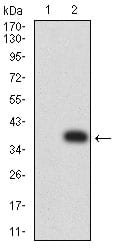 Western Blot: CCL4/MIP-1 beta Antibody (7C9E4) [NBP3-27128] - Analysis using CCL4/MIP-1 beta mAb against HEK293 (1) and CCL4/MIP-1 beta (AA: 24-92)-hIgGFc transfected HEK293 (2) cell lysate.