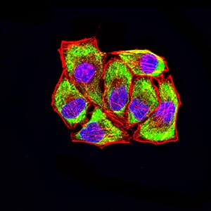 Immunocytochemistry/Immunofluorescence: LRP3 Antibody (7B3A5E9) [NBP3-27129] - Analysis of Hela cells using LRP3 mouse mAb (green). Blue: DRAQ5 fluorescent DNA dye. Red: Actin filaments have been labeled with Alexa Fluor-555 phalloidin.