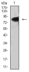 Western Blot: LRP3 Antibody (7B3A5E9) [NBP3-27129] - Analysis using LRP3 mouse mAb against PANC-1 (1) cell lysate.