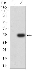 Western Blot: Muscarinic Acetylcholine Receptor M5/CHRM5 Antibody (7E5H11) [NBP3-27131] - Analysis using Muscarinic Acetylcholine Receptor M5/CHRM5 mAb against HEK293 (1) and Muscarinic Acetylcholine Receptor M5/CHRM5-hIgGFc transfected HEK293 (2) cell lysate.