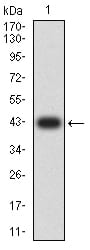 Western Blot: Integrin alpha D/CD11d Antibody (3D7A6) [NBP3-27134] - Analysis using Integrin alpha D/CD11d mAb against human Integrin alpha D/CD11d (AA: extra 18-172) recombinant protein. (Expected MW is 42.4 kDa)
