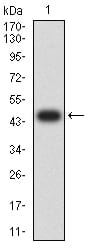 Western Blot: Fucosyltransferase 3/FUT3 Antibody (1F8G5C7) [NBP3-27142] - Analysis using Fucosyltransferase 3/FUT3 mAb against human Fucosyltransferase 3/FUT3 (AA: 199-361) recombinant protein. (Expected MW is 45.5 kDa)