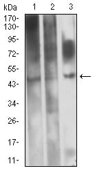 Western Blot EVI2B Antibody (8F3D1)