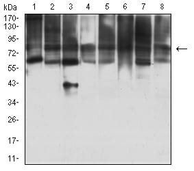 Western Blot: HBO1 Antibody (1D9H9) [NBP3-27148] - Analysis using HBO1 mouse mAb against MOLT4 (1), COS7 (2), F9 (3), HepG2 (4), PC-2 (5), U251 (6), MCF-7 (7), and NIH/3T3 (8) cell lysate.