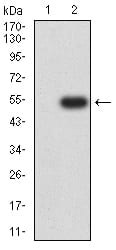 Western Blot: HBO1 Antibody (4E12H12) [NBP3-27149] - Analysis using HBO1 mAb against HEK293 (1) and HBO1 (AA: 1-200)-hIgGFc transfected HEK293 (2) cell lysate.
