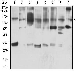 Western Blot: HBO1 Antibody (4E12H12) [NBP3-27149] - Analysis using HBO1 mouse mAb against MOLT4 (1), COS7 (2), F9 (3), HepG2 (4), PC-2 (5), U251 (6), MCF-7 (7), and NIH/3T3 (8) cell lysate.