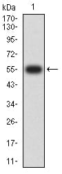 Western Blot: CRTAM Antibody (1C11E10) [NBP3-27154] - Analysis using CRTAM mAb against human CRTAM (AA: extra 18-287) recombinant protein. (Expected MW is 56 kDa)