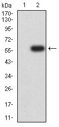 Western Blot: CRTAM Antibody (1C11E10) [NBP3-27154] - Analysis using CRTAM mAb against HEK293 (1) and CRTAM (AA: extra 18-287)-hIgGFc transfected HEK293 (2) cell lysate.