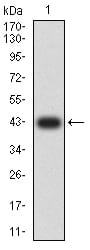 Western Blot KMT2D Antibody (3C8E11) - BSA Free