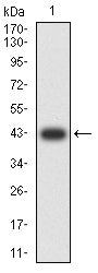 Western Blot ILT8/CD85b/LILRA6 Antibody (1B5B11) - BSA Free