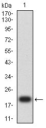 Western Blot: SP17 Antibody (1C4C7) [NBP3-27162] - Analysis using SP17 mAb against human SP17 (AA: 1-152) recombinant protein. (Expected MW is 20.3 kDa)