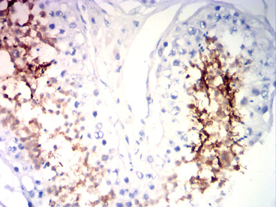 Immunohistochemistry: SP17 Antibody (1C4C7) [NBP3-27162] - Analysis of paraffin-embedded testi tissues using SP17 mouse mAb with DAB staining.