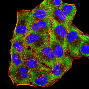 Immunocytochemistry/Immunofluorescence: Gr-1/Ly-6G Antibody (3D6E10) [NBP3-27164] - Analysis of Hela cells using Gr-1/Ly-6G mouse mAb (green). Blue: DRAQ5 fluorescent DNA dye. Red: Actin filaments have been labeled with Alexa Fluor-555 phalloidin.