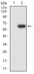 Western Blot CD1d Antibody (3A6G3)