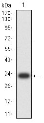 Western Blot: CD1d Antibody (3A6G3) [NBP3-27170] - Analysis using CD1d mAb against human CD1d (AA: extra 20-301) recombinant protein. (Expected MW is 31.9 kDa)