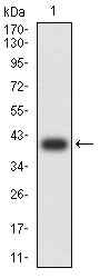 Western Blot: TSPAN16 Antibody (8G1E2) [NBP3-27171] - Analysis using TSPAN16 mAb against human TSPAN16 (AA: 116-245) recombinant protein. (Expected MW is 40.3 kDa)