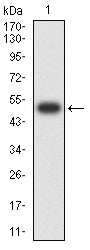 Western Blot: RABEP2 Antibody (2B1B6) [NBP3-27176] - Analysis using RABEP2 mAb against human RABEP2 (AA: 10-200) recombinant protein. (Expected MW is 50 kDa)