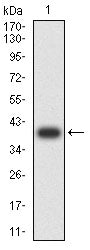 Western Blot: TSPAN16 Antibody (5A2C10) [NBP3-27178] - Analysis using TSPAN16 mAb against human TSPAN16 (AA: 116-245) recombinant protein. (Expected MW is 40.3 kDa)