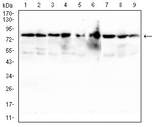 Western Blot: TSPAN16 Antibody (5A2C10) [NBP3-27178] - Analysis using TSPAN16 mouse mAb against Raji (1), HL-60 (2), Hela (3), A549 (4), THP-1 (5), Mouse liver (6), C6 (7), COS7 (8) and Jurkat (9) cell lysate.