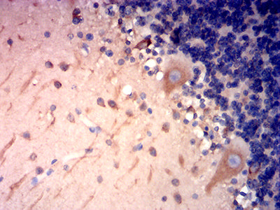Immunohistochemistry: TSPAN16 Antibody (5A2C10) [NBP3-27178] - Analysis of paraffin-embedded cerebellum tissues using TSPAN16 mouse mAb with DAB staining.