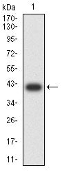 Western Blot: TRBC1 Antibody (5A8A10) [NBP3-27179] - Analysis using TRBC1 mAb against human TRBC1 (AA: 1-149) recombinant protein. (Expected MW is 42.8 kDa)