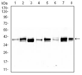 Western Blot: TRBC1 Antibody (5D9F1) [NBP3-27180] - Analysis using TRBC1 mouse mAb against HUVEC (1), Jurkat (2), Hela (3), HUVE-12 (4), A549 (5), C6 (6), Raji (7), and T47D (8) cell lysate.