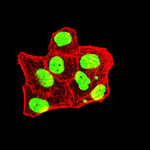 Immunocytochemistry/Immunofluorescence: TRBC1 Antibody (5D9F1) [NBP3-27180] - Analysis of Hela cells using TRBC1 mouse mAb (green). Blue: DRAQ5 fluorescent DNA dye. Red: Actin filaments have been labeled with Alexa Fluor-555 phalloidin.