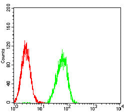 Flow Cytometry: Hyaluronan synthase 1 Antibody (5B5B4) [NBP3-27181] - Analysis of SK-OV-3 cells using Hyaluronan synthase 1 mouse mAb (green) and negative control (red).