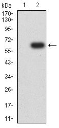 Western Blot: Hyaluronan synthase 1 Antibody (5B5B4) [NBP3-27181] - Analysis using Hyaluronan synthase 1 mAb against HEK293 (1) and Hyaluronan synthase 1 (AA:74-399)-hIgGFc transfected HEK293 (2) cell lysate.